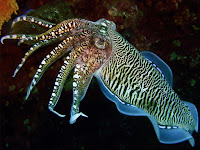 Cuttlefish Animal Pictures