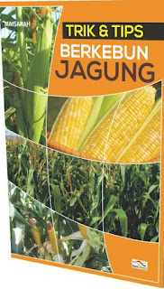 Trik dan tips berkebun jagung