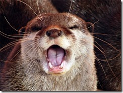 animal singing