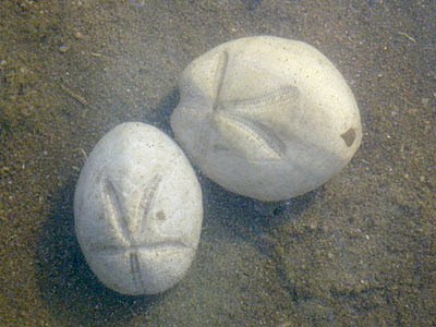 Dead Heart Urchins (probably Maretia ovata)