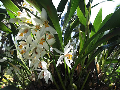 Coelogyne nitida care and culture