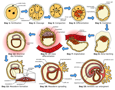 Pregnancy Symptoms Human Embryo genesis