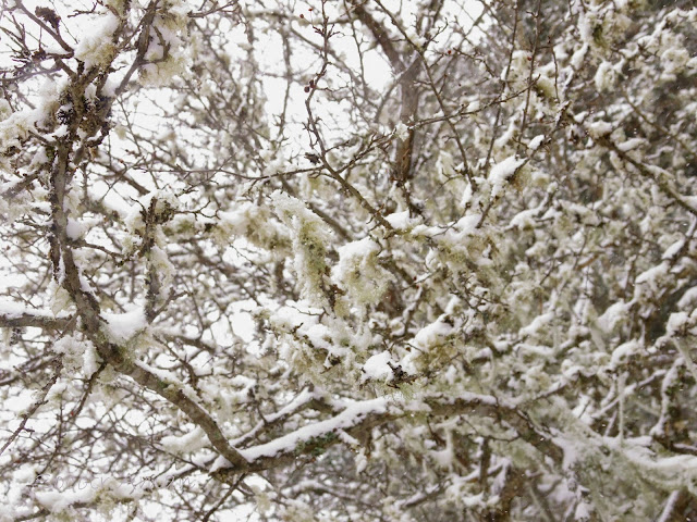 Usnea longissima