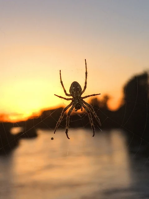 A slightly distant view of a neat spider and its web it just felt over top of the fast flowing river while the Sun exits the day on the heels of tomorrow