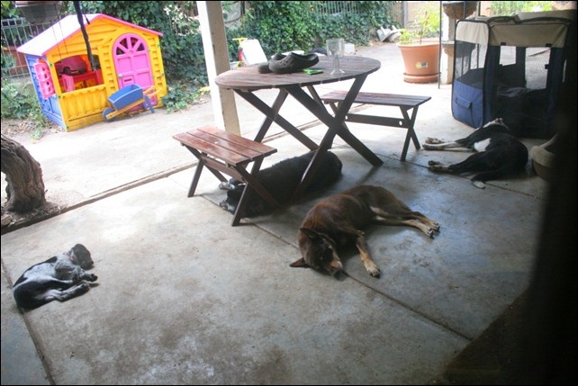 dogs flat out
