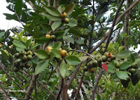Green-yellow fruits - Ho'omaluhia Botanical Garden, Kaneohe, HI