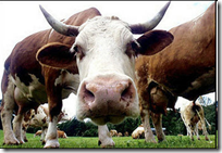 vacas-miran-al-norte