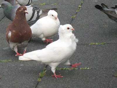 Old German Owl Pigeon