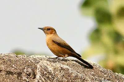 "Brown Rock Chat - Oenanthe fusca,sitting on a rock."