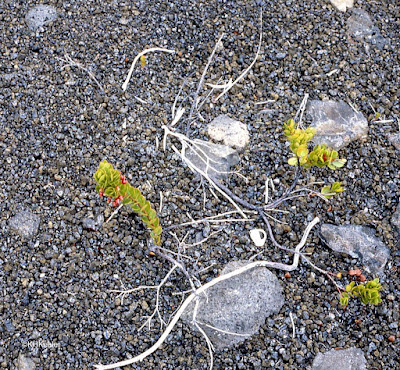 ohelo on lava, Hawaii