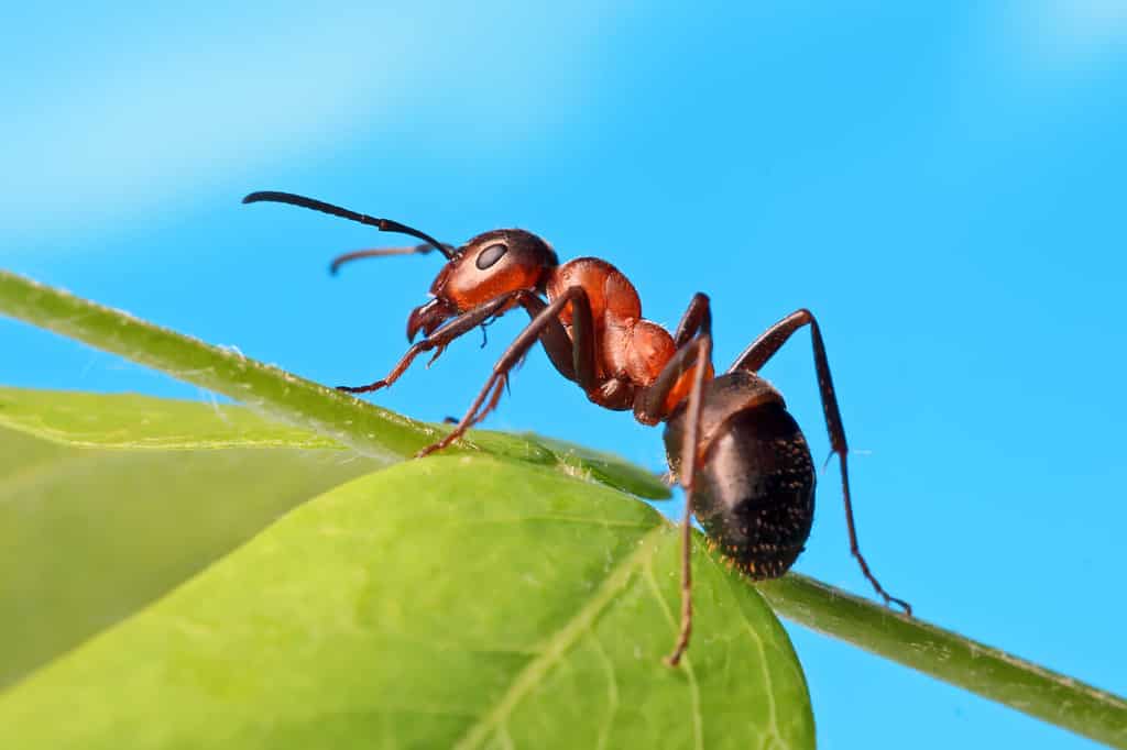 هل النمل لديه قلب؟