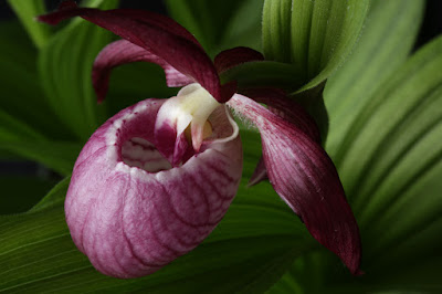 Cypripedium x ventricosum care and culture