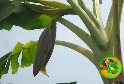 Cara mengolah jantung pisang untuk dimasak.