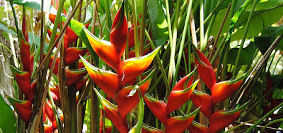 bunga helikonia