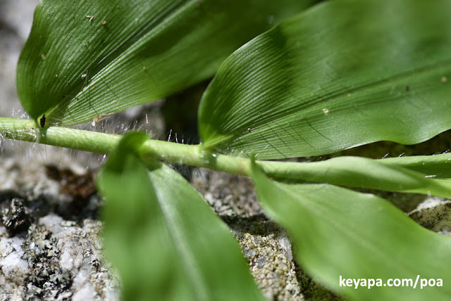 Oplismenus undulatifolius (Wavyleaf basketgrass)