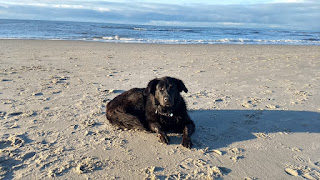 Wilka ligt op het strand, op de achtergrond de branding