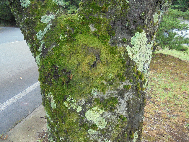 むきばんだ遺跡公園入口の桜に苔が付きました