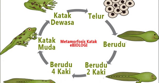 Metamorfosis Katak : Proses, Gambar, dan Penjelasannya ...