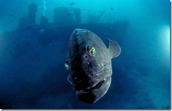 Copia de underwater-01