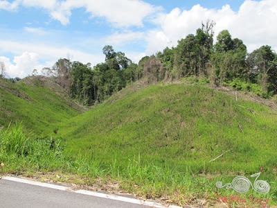 Hill paddy planted by the locals