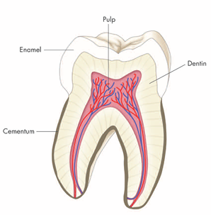 Age changes in Enamel Dentin and Pulp-Dental Books