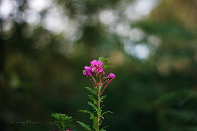 lovely fireweed  flower