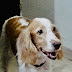Gracy is Up For Adoption