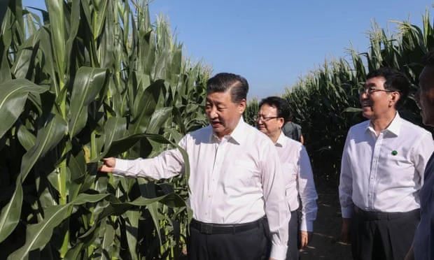 Xi Jinping on a visit to inspect grain production