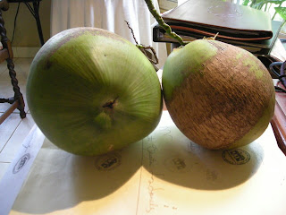 Coconuts, La Ceiba, Honduras