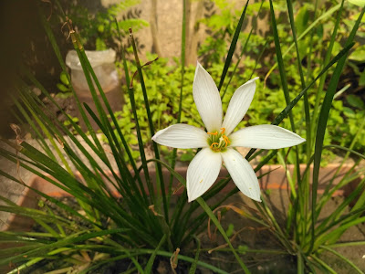 Aniket Dabhade VU3LOL - Garden flower 1