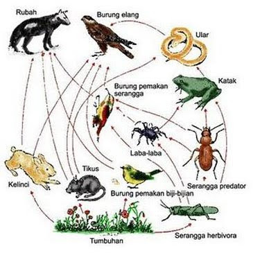 Indonesia Hijau Serbuan Ulat Bulu di Probolinggo Contoh 