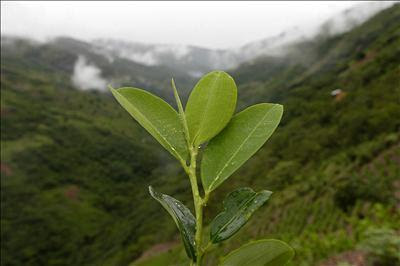 Plantas medicinales