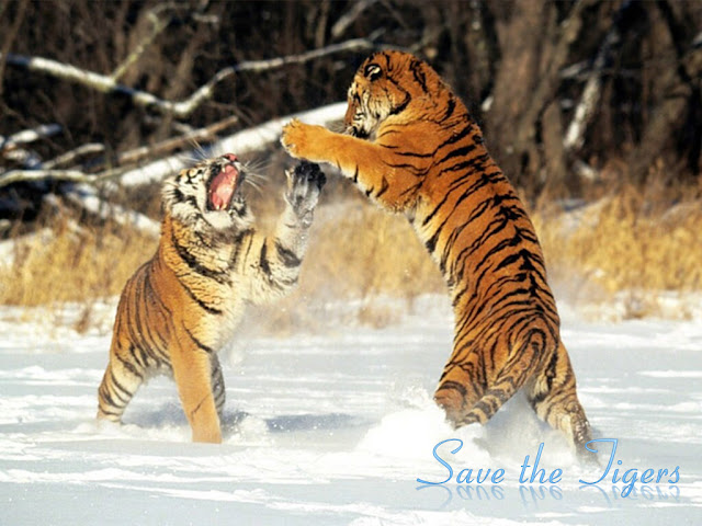 Beautiful,cute,dangerous yellow ,black tiger,tiger jumping  very dangerous style ,wallpapers,pictures,images        