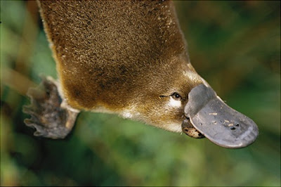 Hasil gambar untuk medan listrik platypus