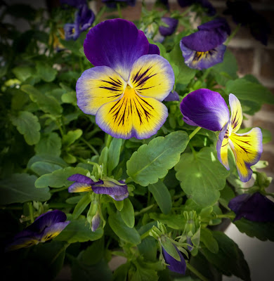 purple & yellow pansies photo by mbgphoto