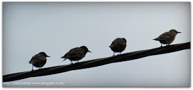 fledgling Starlings