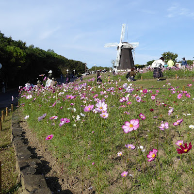 花博記念公園鶴見緑地のコスモス