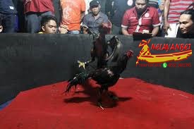 MASTER SABUNG AYAM ONLINE TERPERCAYA DAN TERLENGKAP