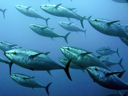  dan sebagian ada juga yang menamakannya ikan Tongkol Harus tau Mengenal Umpan Jitu Mancing Ikan Cakalan (ikan Cakalang)