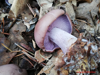 Foto Lepista Nuda o Pie Azul -Espadasymuslitos