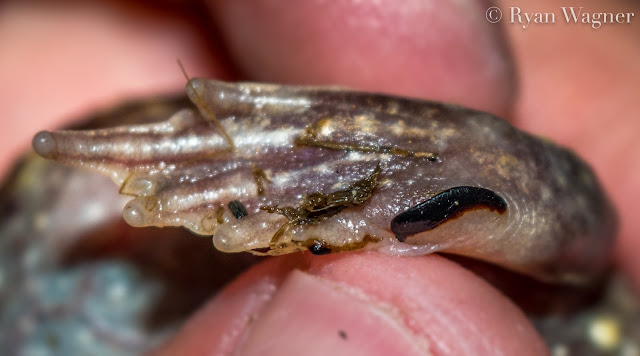 eastern spadefoot