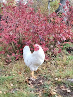 Random in front of cranberry bush