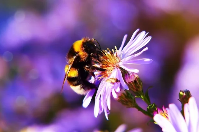 Las abejas salen de la hibernación mucho antes a medida que la Tierra se calienta. Y eso pone en peligro la polinización de los cultivos