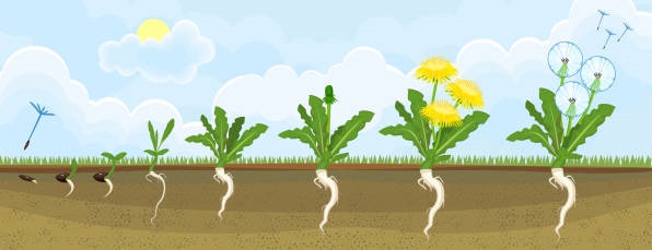 Dandelions at each stage of the dandelion life cycle.  Illustrated in color.