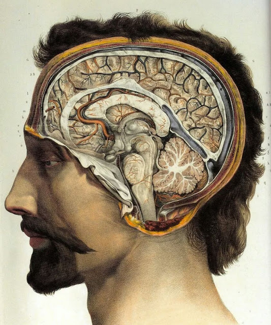 Человеческий мозг Дж. М. Буржери, 1831–1854 гг.