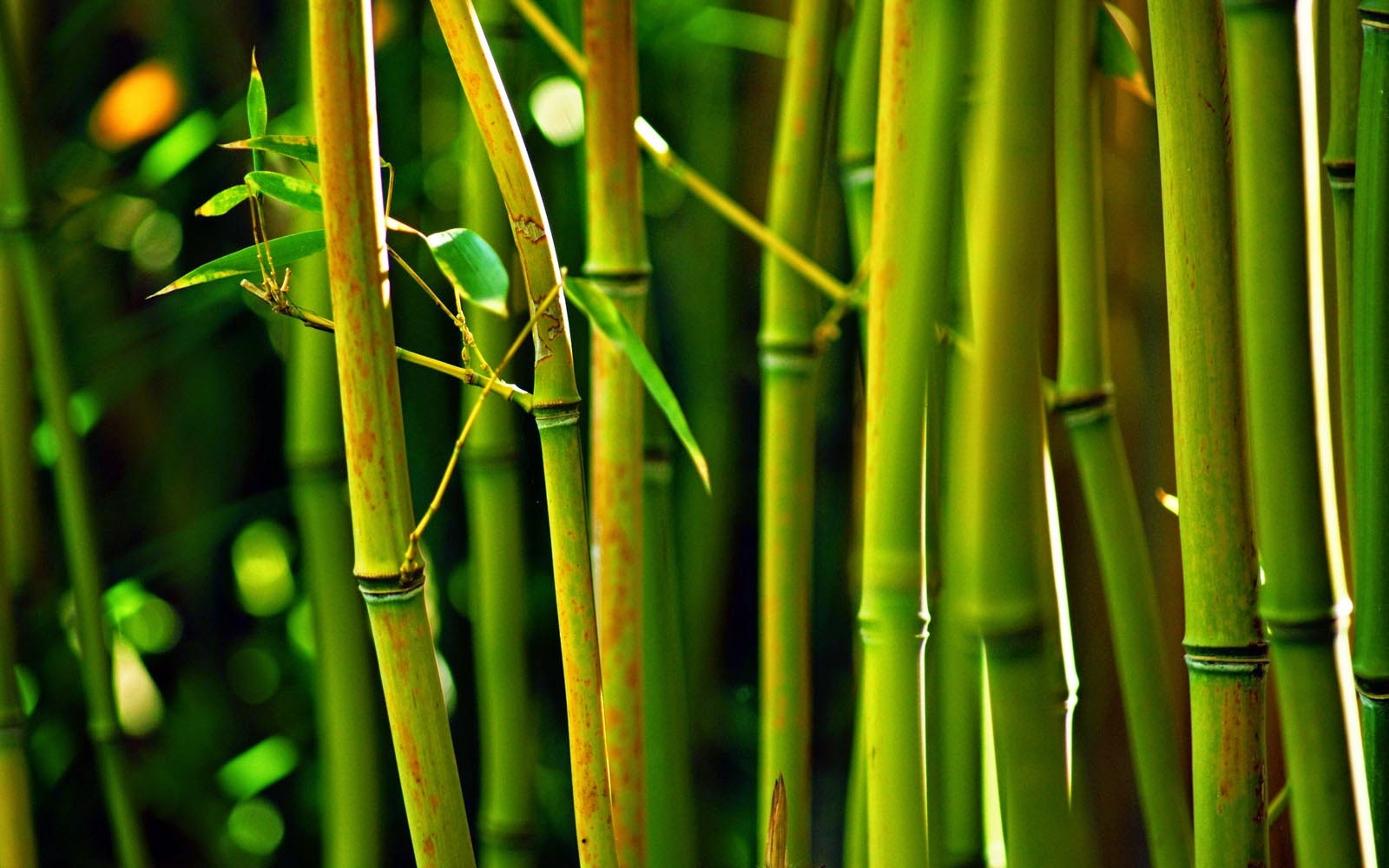 Wallpapers Bamboo Wallpapers Afalchi Free images wallpape [afalchi.blogspot.com]