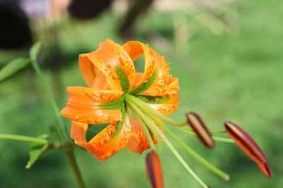 Лилия Росторна (Lilium rosthornii)