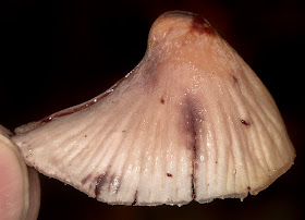 Mycena haematopus.  Keston Common, 11 November 2012.