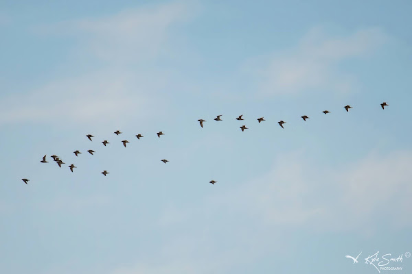 Golden plover