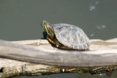 Readwangskyldpod - Roodwangschildpad - Trachemys scripta elegans